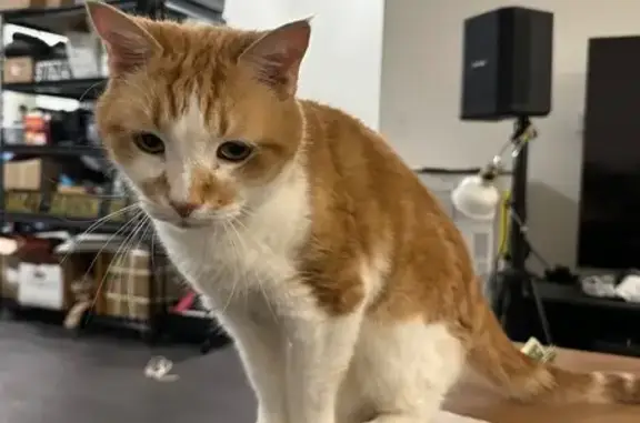 Lost Orange Cat: Shy, Lincoln Circle