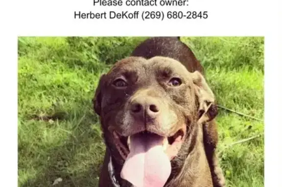 Lost Dog Near MT. OLIVE Park Ave!