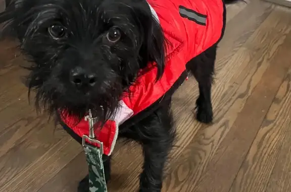 Lost: Black Chihuahua-Yorkie Mix in KC