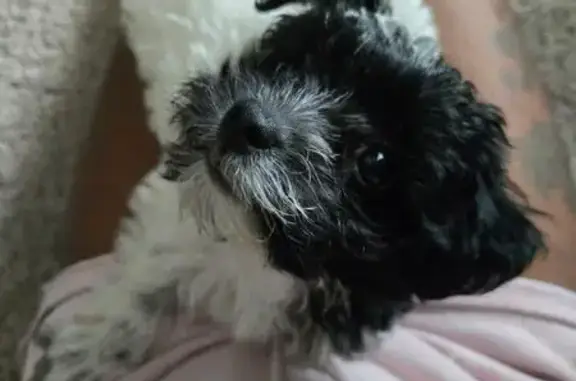 Lost Puppy: Black & White in Auburn Ridge