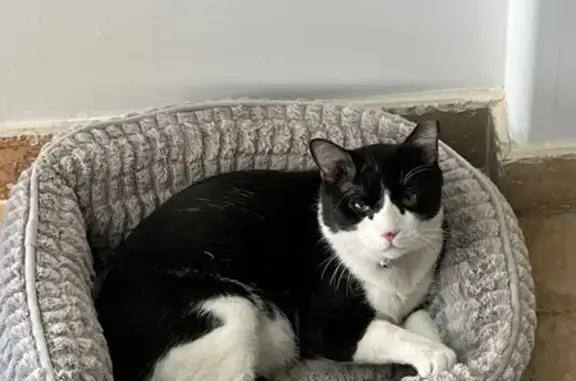 Lost Chubby Cat: Black & White, Green Eyes