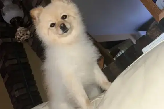 Lost Dog Alert: Help Find Our Pup!