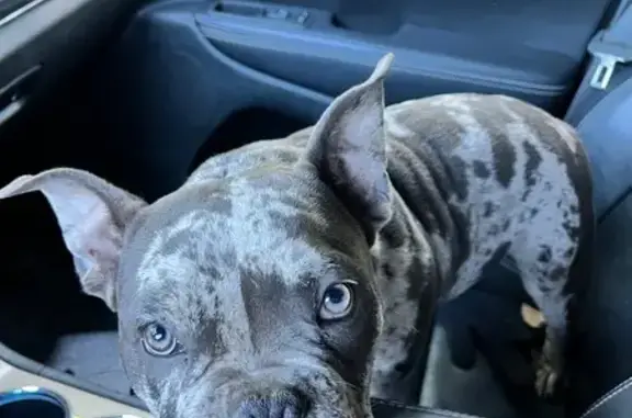 Found: Sweet Male Chocolate Me...