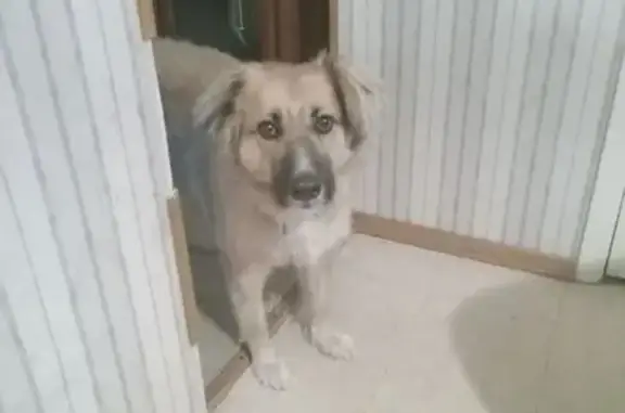 Help Find Rusty: Friendly Brown Dog Lost