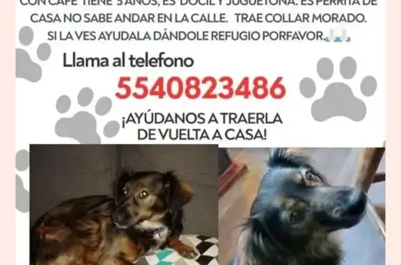 Perro Perdido: Café con Collar Morado en Neza