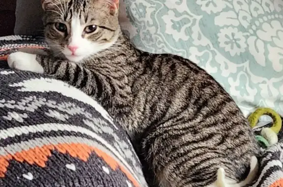 Missing cat Lake Ronkonkoma, photo: Lost Grey Tabby: Nervous, Pink Nose