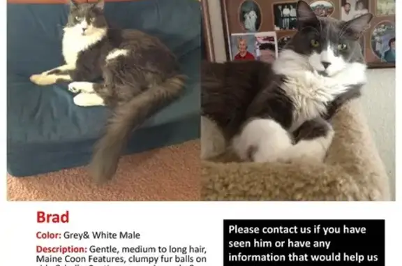 Lost Maine Coon: Grey & White Male
