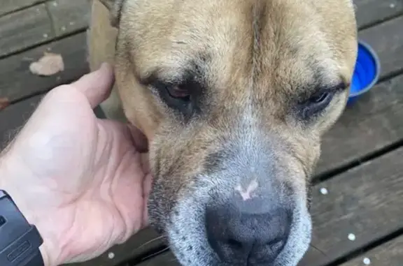 Found dog Chicago, photo: Found: Friendly Brown Bulldog Mix in Chicago