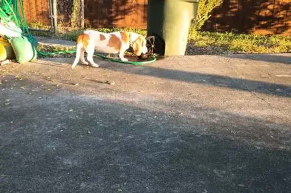 Found dog Harlingen, photo: Found: Brown & White Female Dog, Harlingen