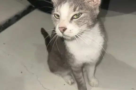 Found cat Davie, photo: Friendly Found Cat with Clipped Ear & Claws