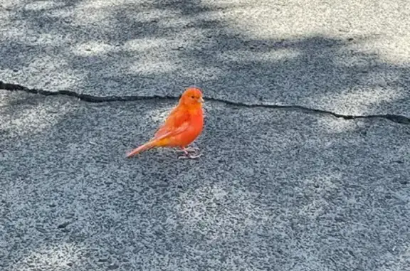 Found Bird with Tag: Iandra St...
