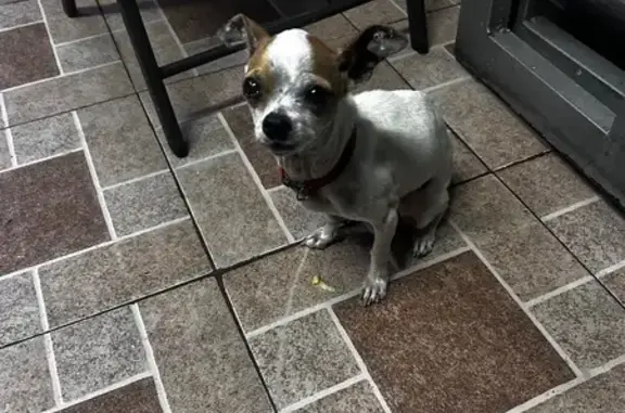 Perro Encontrado en San Pedro Tlaquepaque