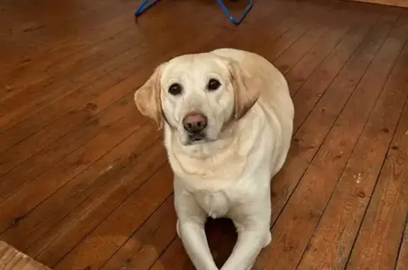 Chien crème dodu perdu à Cambrai - photo