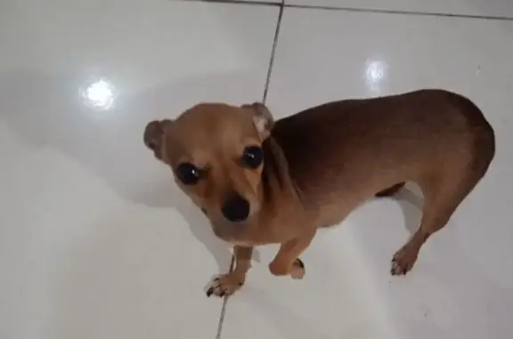 cachorro desaparecida