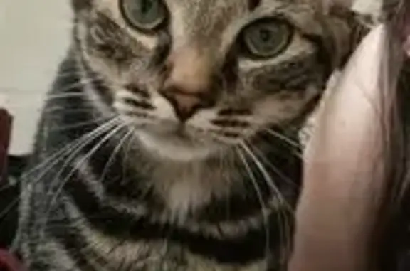 Chatte tigrée perdue à Tours, aidez-nous ! - photo