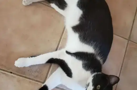 Chat perdu : Européen blanc/noir, Plan-d'Orgon - photo