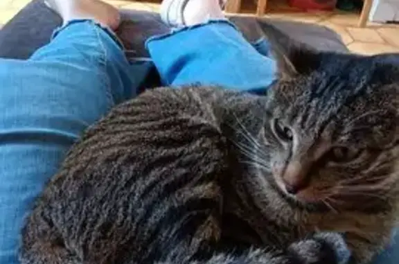 Chat perdu, Mende, photo: Chatte tigrée perdue à Mende