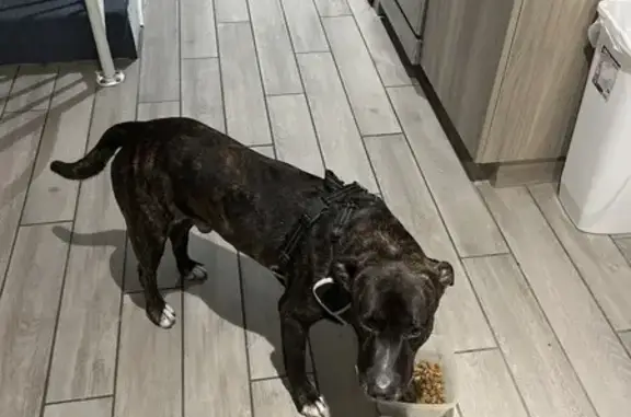 Found Dog: Black/Brown with Ha...