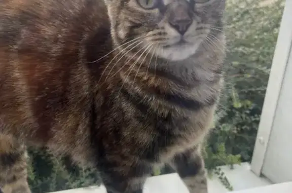Animaux trouvés , photo: Chatte tigrée sociable trouvée maigre