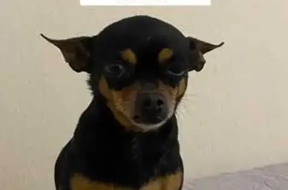 Chihuahua Perdida en Tonalá: Negra y Café
