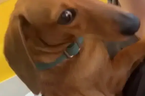 Lost Mini Dachshund on Canberra St, Sydney