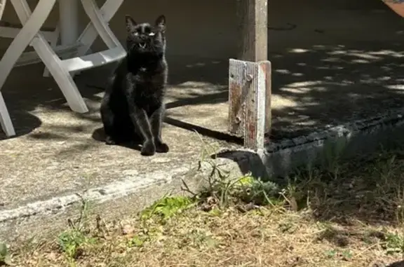 Chat noir perdu, tache blanche, yeux jaunes - photo
