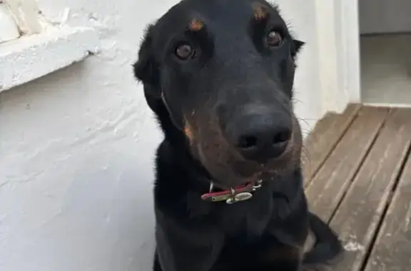 Chien perdu , photo : Beauceron perdu collier rose à Arles