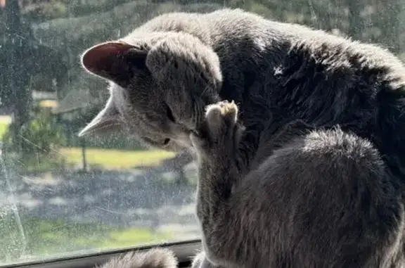 Lost Grey Nebelung Kitten in Cottesloe