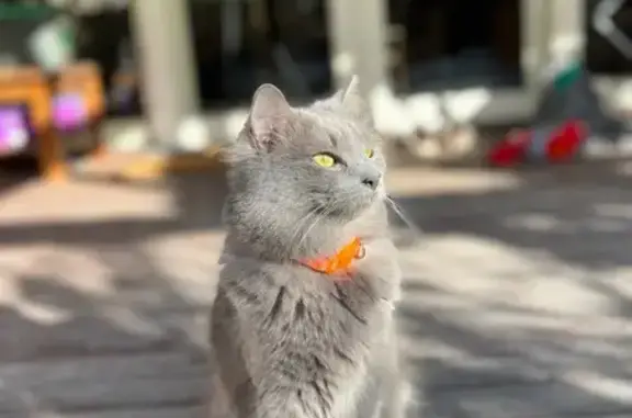Lost Grey Cat: Fluffy, Orange Collar