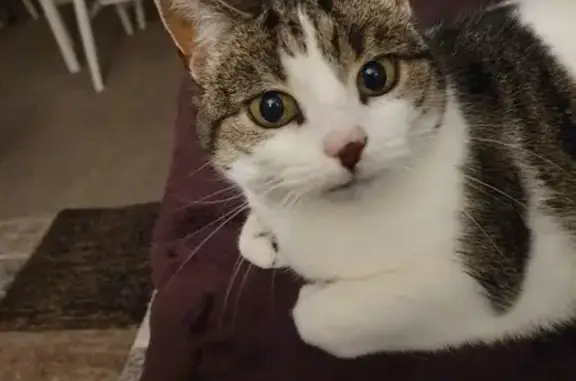 Lost pets , photo: Help Find Perdi: Missing Cat in Warrington