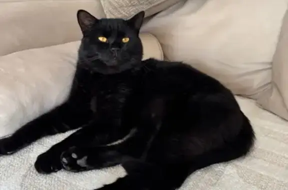 Lost Black Cat: Big, Blue Collar - Stanmore