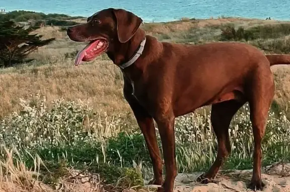 Chien perdu Taulignan, photo : Chienne braque naine perdue à Taulignan