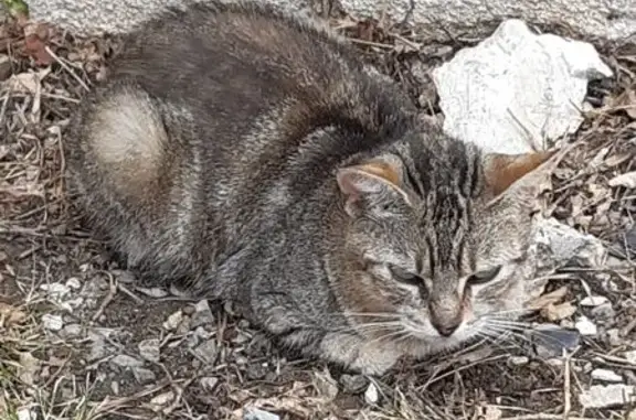Chat trouvé Fresnay-sur-Sarthe, photo: Chat sociable trouvé Rue Saint-Sauveur