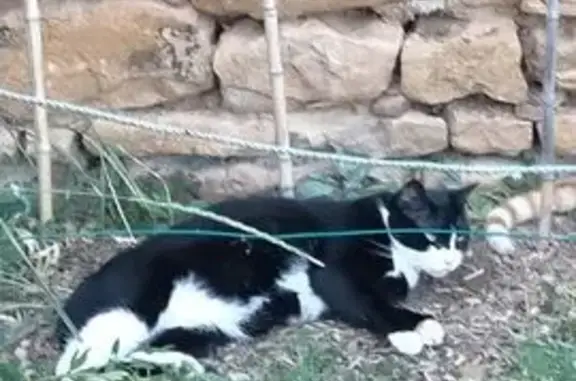 Chat perdu, Saint-Germain-Nuelles, photo: Chatte perdue : Yin, noire et blanche, timide