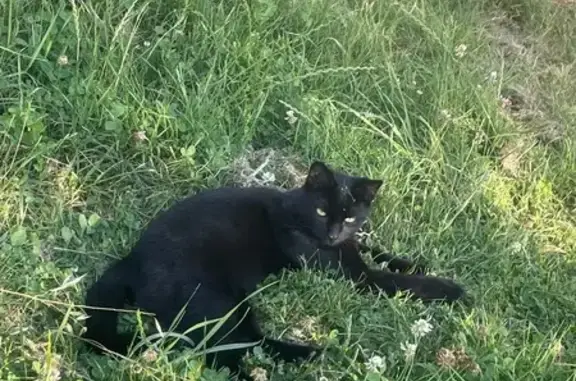 Chat noire Prune perdue à La Sauvetat - photo
