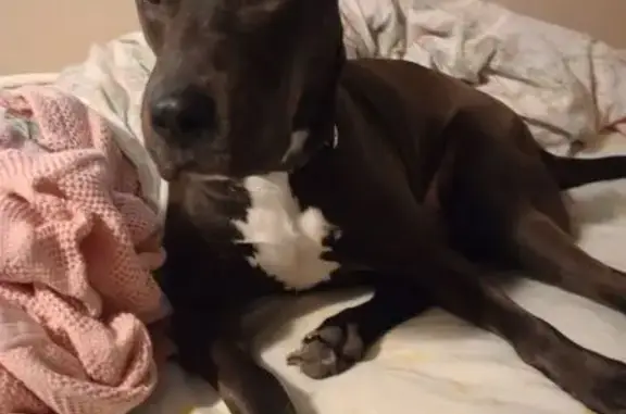Missing dog Albany, photo: Lost Dog: Brown Pit Mix, Green Collar