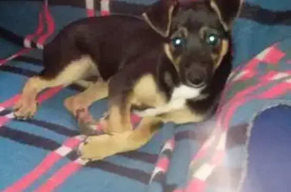 ¡Perro perdido! Luki, negro, collar rojo, Priego