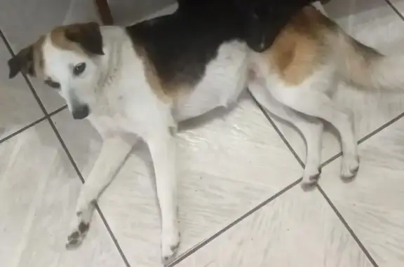 cachorro desaparecida