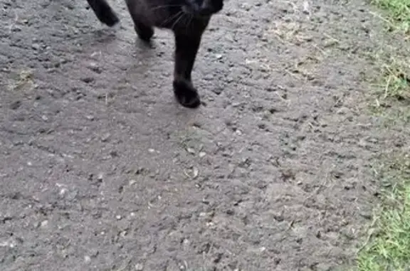 Found pets , photo: Friendly Young Black Cat Found in Bankton