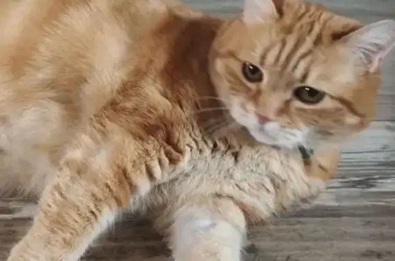 Chat perdu, Neuville-sur-Ain, photo: Chatte perdue à Neuville-sur-Ain