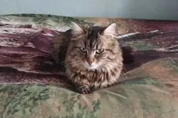 Chatte sibérienne perdue à Châteauroux - photo