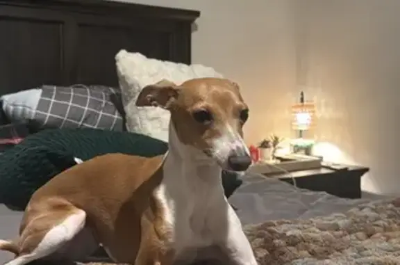 Lost Italian Greyhound on Codington Ave