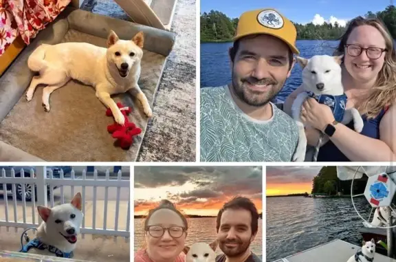 Missing Shiba Inu in Lac du Flambeau