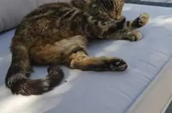 Chat perdu, Déols, photo: Chat trouvé à Châteauroux : recherche propriétaire