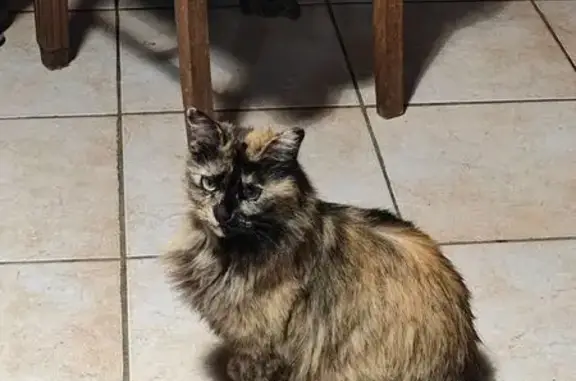 Animaux perdus , photo: Chatte de 5 ans perdue à Thérondels