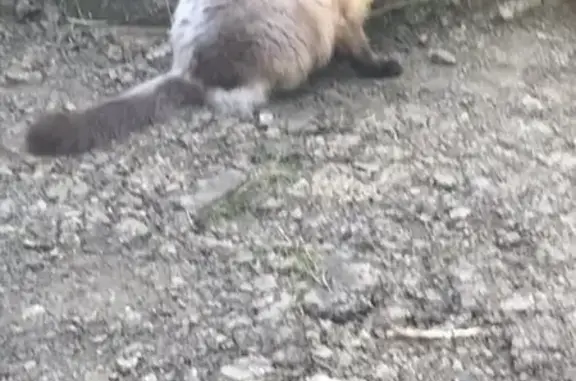 Animaux perdus Laxou, photo: Chat perdue à Laxou, secteur Beauregard