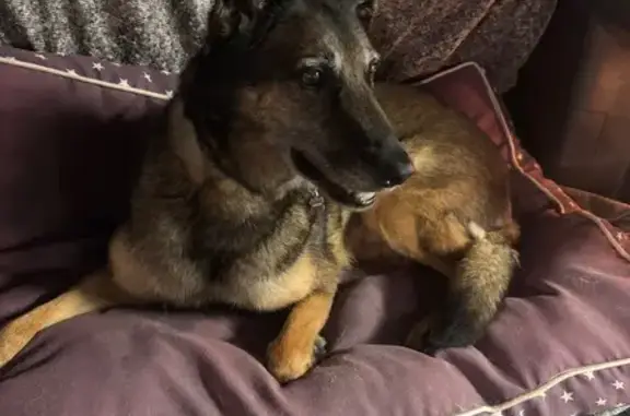 Chien perdu Linguizzetta, photo : Chien perdu : Laïka, Malinois, 9 ans
