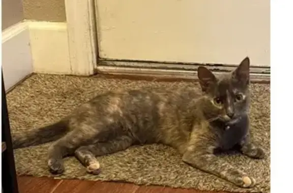 Found pets , photo: Found: Sweet Tricolor Tortoiseshell Cat