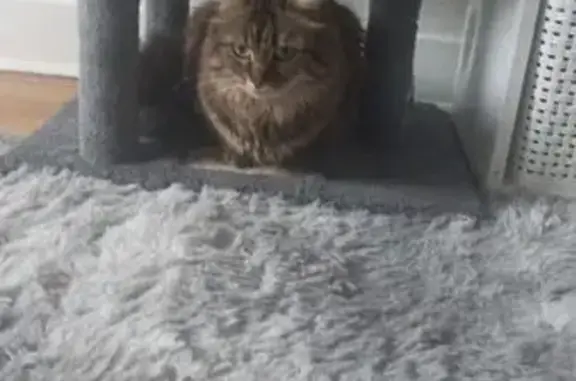 Animaux perdus Châteauroux, photo: Chatte perdue, tigrée, queue en panache