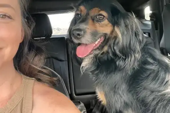 Found Dog: Small Black & Brown...